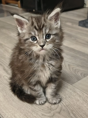 Wunderschöner Maine-Coon-Junge sucht liebevolles Zuhause