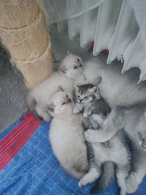 BKH Kitten