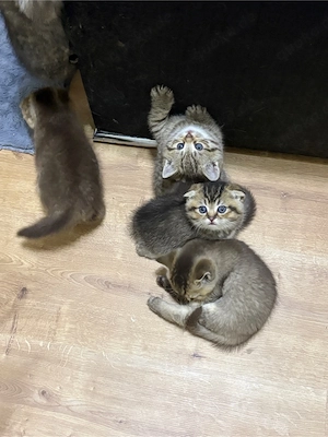 bkh kitten ab mitte november 