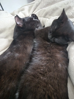 Balu und Milly suchen ein liebevolles Zuhause