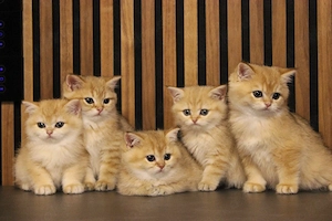 BKH-Kitten in golden shaded, reinrassig