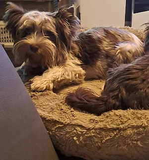 Yorkshire Terrier Hündin 