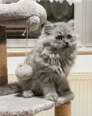 Britisch Langhaar Kitten