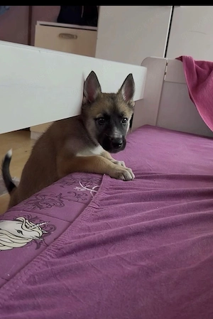 Malinoi Husky mix 4 Monate 