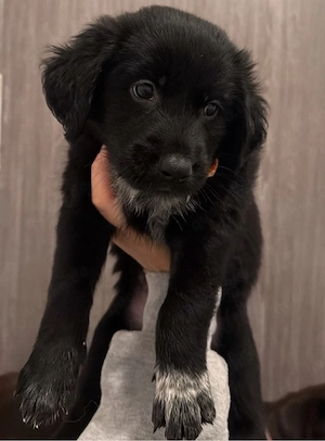 labrador mix welpe 