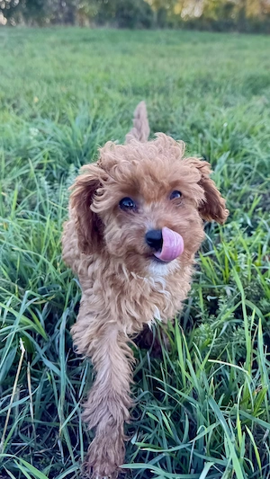  Cavapoo-Welpen suchen ihr Herzenszuhause