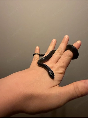 Mexican Black Kingsnake, MBK, Schwarze Mexikanische-Königsnatter