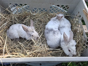 Zwergkaninchen zwerglöwen Köpfchen 