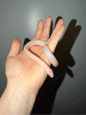 Albino Mexican Black Kingsnake, MBK, Schwarze Mexikanische-Königsnatter