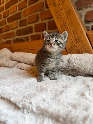 Kater   Ragdoll-Mix   Kätzchen   Katze