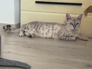 Bengal Katze zu verkaufen