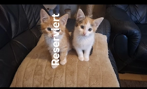 4 Verspielte Kitten (EKH) abzugeben   Geb. 19.08.2026