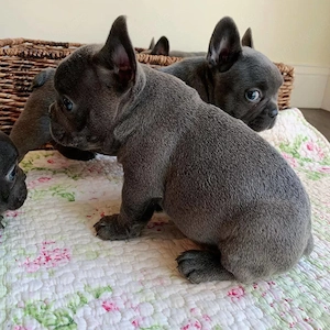 French bulldog puppies 