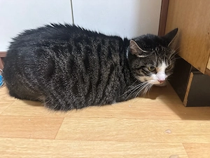 wohnungs katze