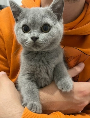Vier süße Kitten suchen ein liebevolles Zuhause!