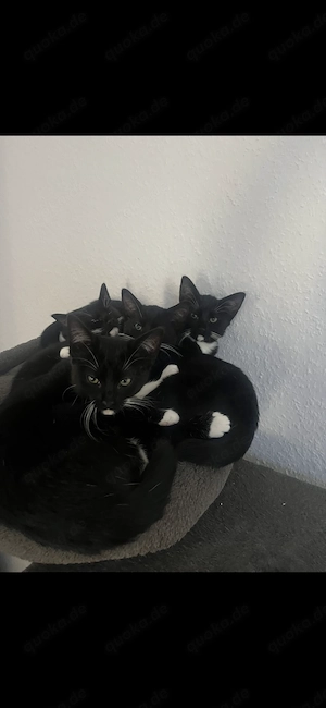 Sofort Abgabebereit Russisch blau mix Kitten