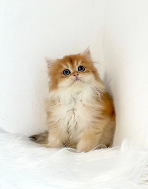 BKH BLH golden shaded Kitten abholbereit 