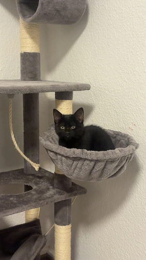 Meine kleine Maus sucht dringend ein neues zuhause