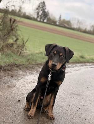 liebevolles für-immer-Zuhause gesucht 
