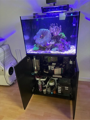 Meerwasser BeckenAuflösung Hobbyaufgabe WeichKorallen Anemonen Clownfische Gramma Loreto Azur Barsch