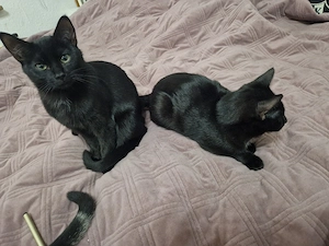 2 schwarze tabby Jungs zu verkaufen 