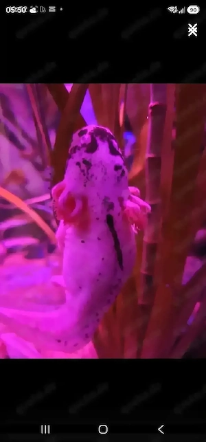 Axolotl verschiedene Farben 