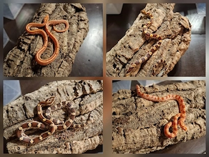 Kornnatter nz26 Amel x Tessera