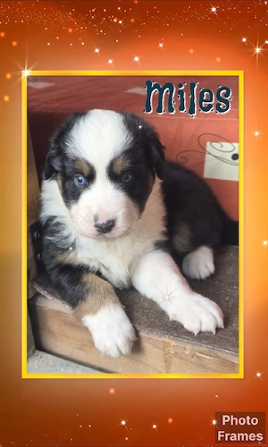 wunderschöne australian shepherd welpen 