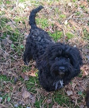 Havapoo Toypudel  Havaneser ähnl.Maltipoo Cockapoo
