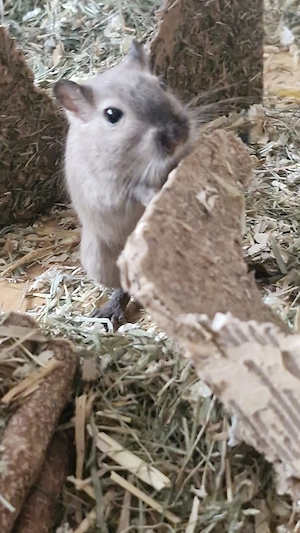 Rennmaus (männlich, 1 Jahr) sucht neues Zuhause