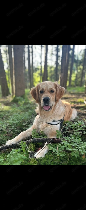 Suche..... einen Deckrüden Golden Retriever 