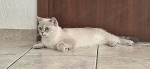    BKH-Katze Lola sucht ein liebevolles Zuhause