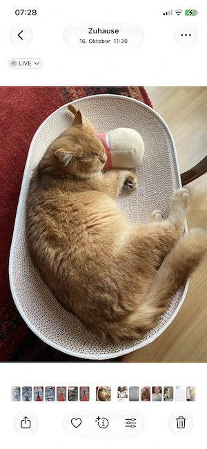 Wir bitten ein Deckkater zu Paarung an 