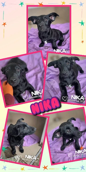 bezauberndes, wunderschönes, menschenbezogenes Welpenmädchen "Nika" sucht ein liebevolles Zuhause