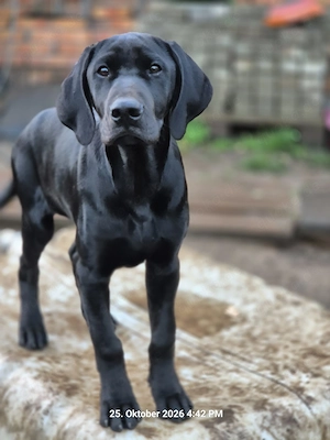 Weimaraner Dobermann Mischling 