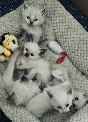 RagdollxBKH Edelmix mit blauen Augen 