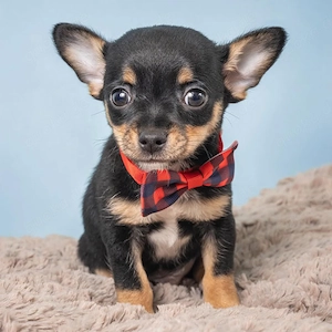 Chihuahua-Welpen (männlich und weiblich)