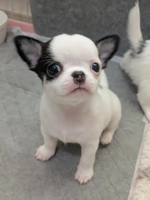 Reinrassige Chihuahua-Welpen