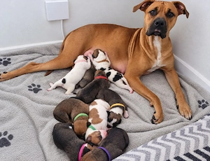  Rhodesian-Ridgeback-Mischling