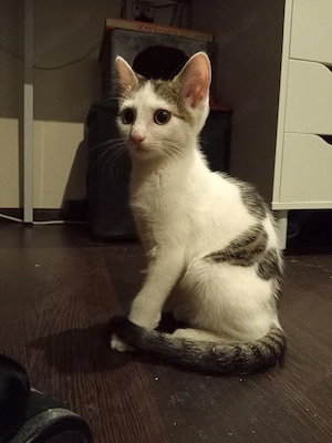 kleine Katze abzugeben