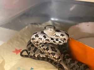 Schwarze Erdnatter NZ25 und NZ26 Het Albino 