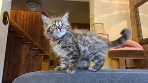 Intelligentes Maine-Coon-Kätzchen.