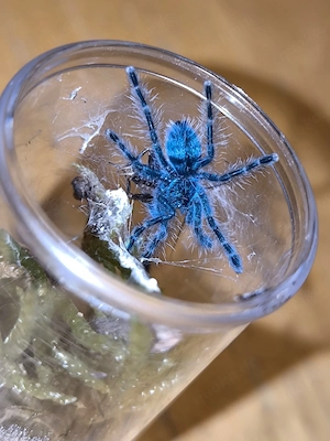 Martinique Baumvogelspinnen Caribena versicolor 