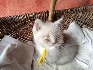 Hallo, will mich den keiner? Wunderschöne (Reinrassige) BKH Kitte sucht einen neuen Dosenöffner