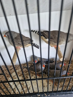 Zebrafinken 