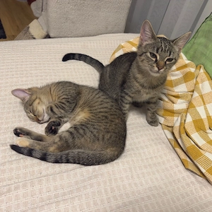 zuckersüße katzen