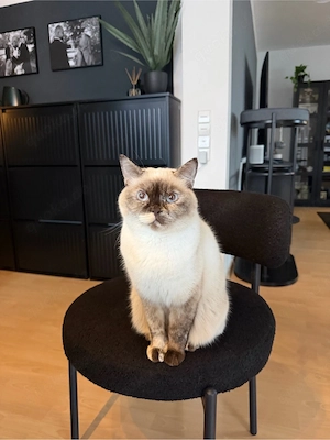Wunderschöne Britisch-Kurzhaar-Katze in Weiß-Beige