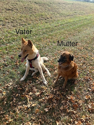 Unsere kleine Akita-Inu-Mix-Hündin sucht noch ihr Für-immer-Zuhause! 