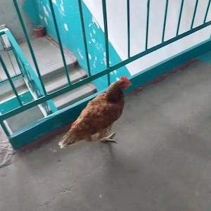 Gewöhnliches Huhn