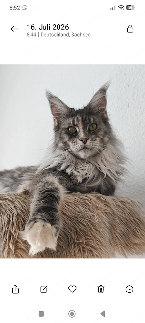 Deckkater Maine Coon gesucht 